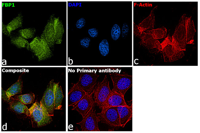 FBP1 Antibody in Immunocytochemistry (ICC/IF)