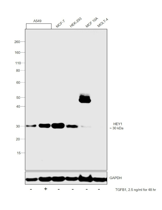 HEY1 Antibody