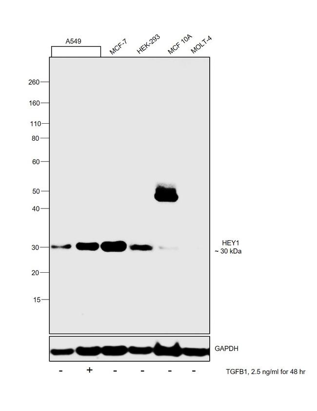 HEY1 Antibody in Western Blot (WB)