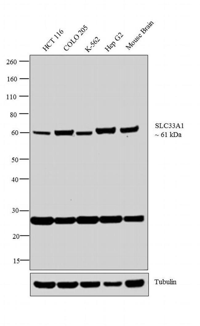 SLC33A1 Antibody in Western Blot (WB)