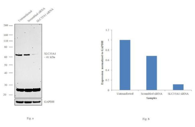 SLC33A1 Antibody