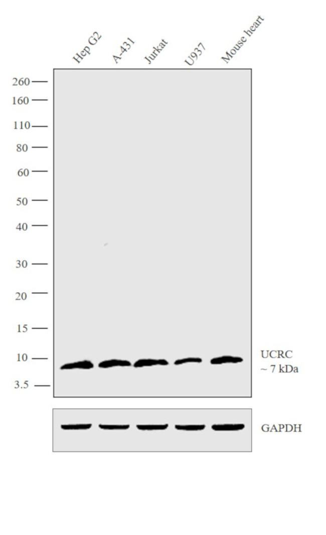 UCRC Antibody in Western Blot (WB)