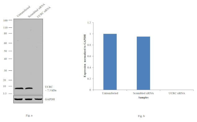 UCRC Antibody