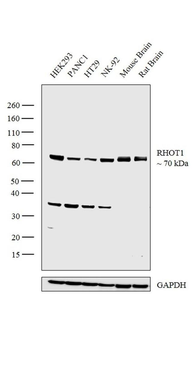 RHOT1 Antibody in Western Blot (WB)