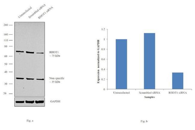 RHOT1 Antibody in Western Blot (WB)