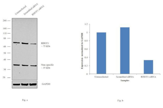 RHOT1 Antibody