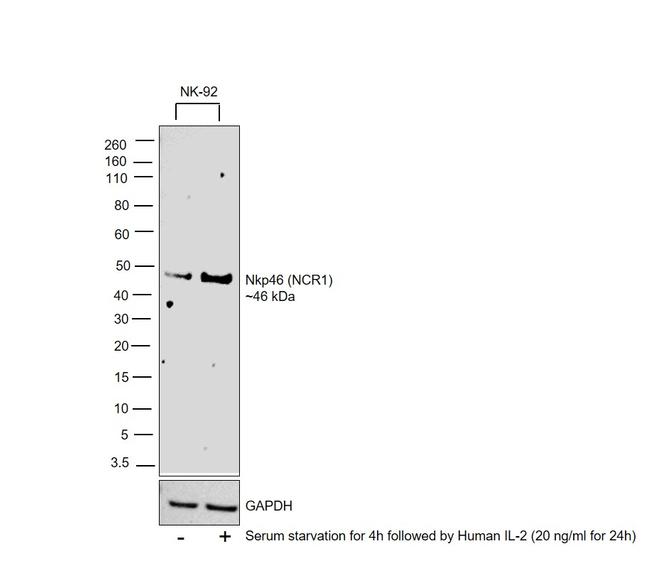 NKp46 Antibody