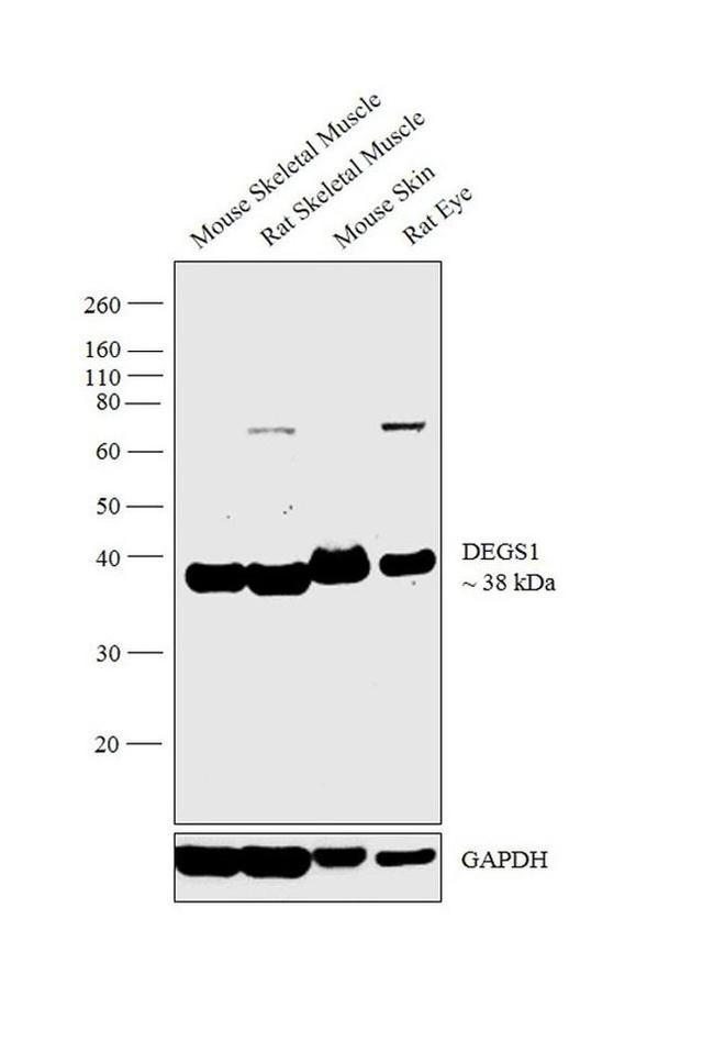 DEGS1 Antibody in Western Blot (WB)