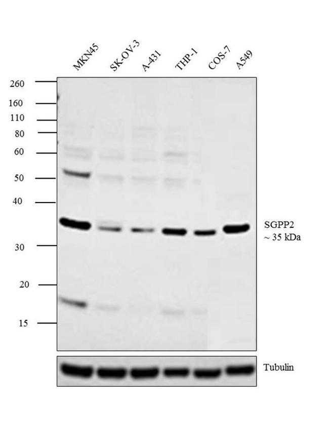 SGPP2 Antibody in Western Blot (WB)