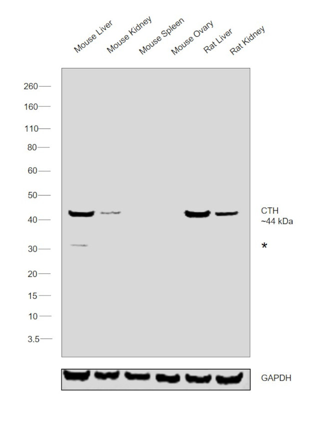 CTH Antibody