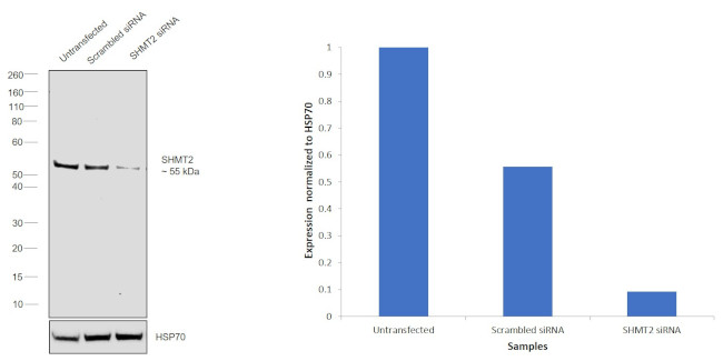 SHMT2 Antibody