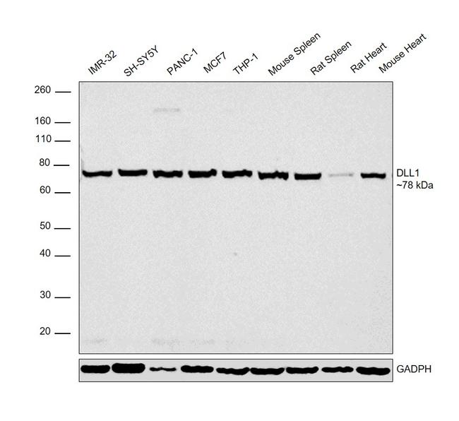 DLL1 Antibody in Western Blot (WB)