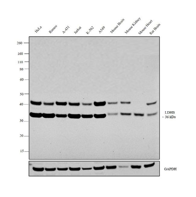 LDHB Antibody in Western Blot (WB)