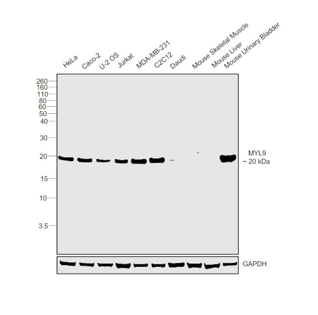 MYL9 Antibody in Western Blot (WB)