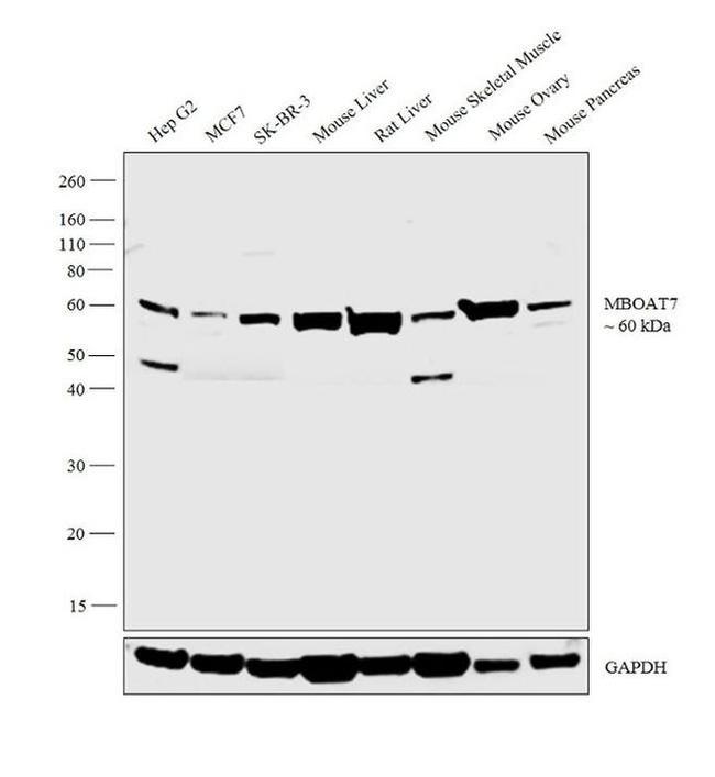 MBOAT7 Antibody in Western Blot (WB)