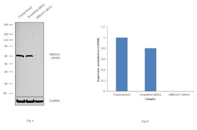 MBOAT7 Antibody in Western Blot (WB)