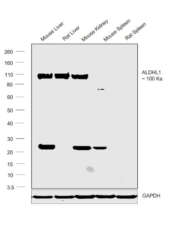 ALDH1L1 Antibody in Western Blot (WB)