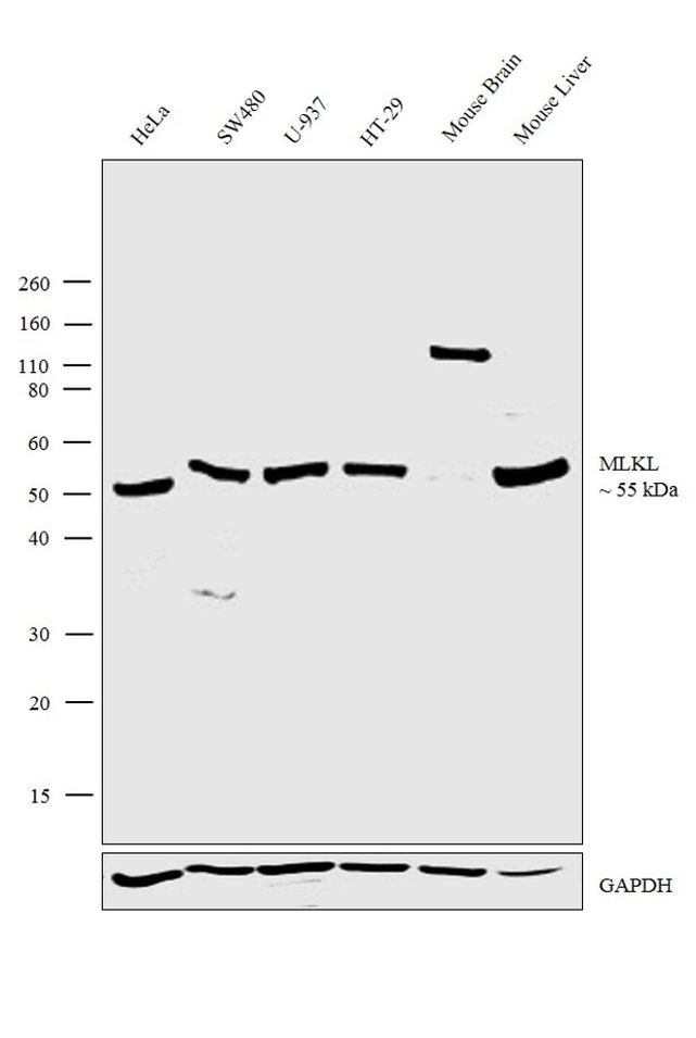 MLKL Antibody