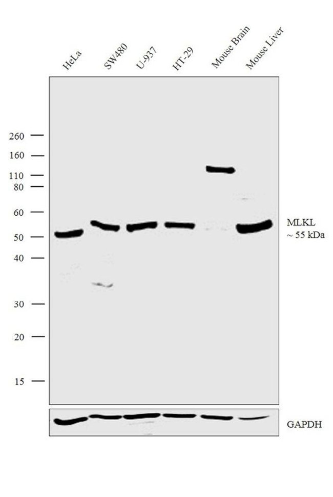 MLKL Antibody