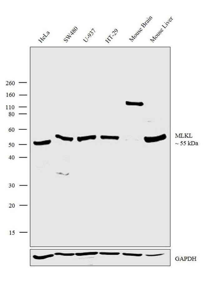 MLKL Antibody in Western Blot (WB)