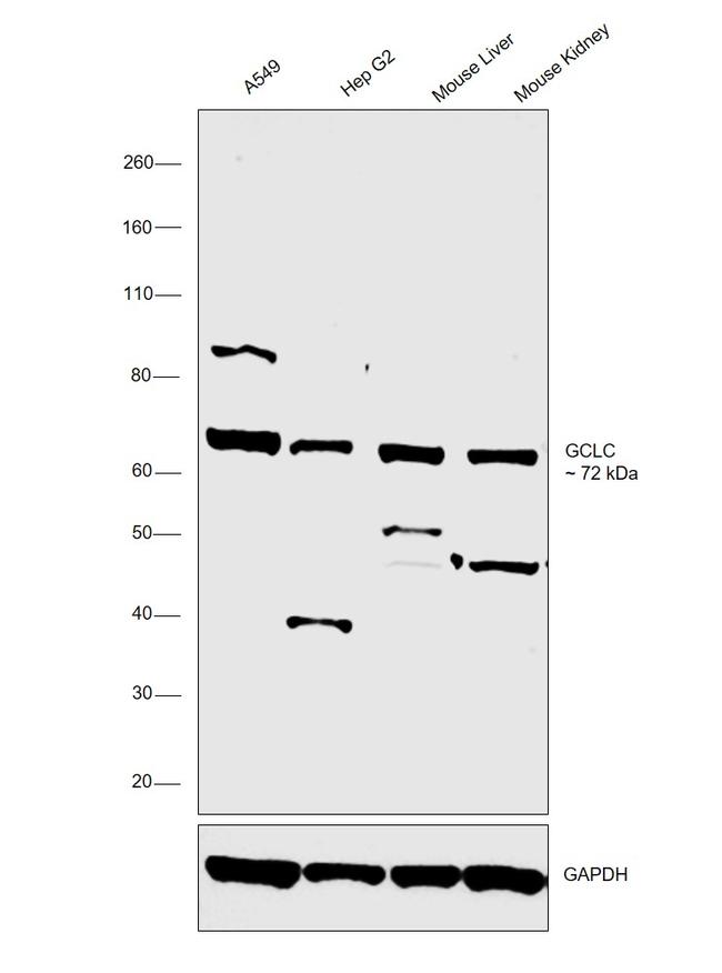 GCLC Antibody in Western Blot (WB)