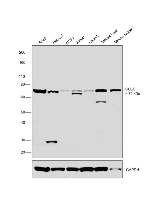 GCLC Antibody in Western Blot (WB)