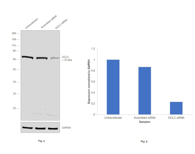 GCLC Antibody