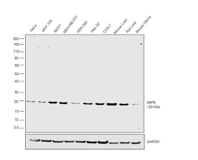 ARF6 Antibody