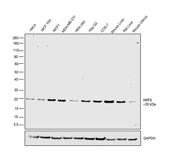 ARF6 Antibody in Western Blot (WB)