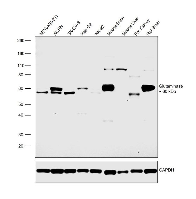 Glutaminase Antibody in Western Blot (WB)