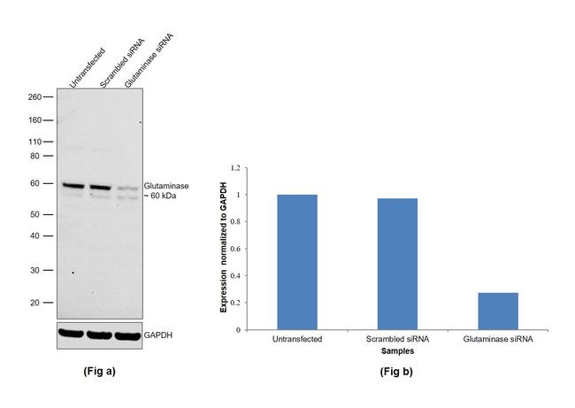 Glutaminase Antibody in Western Blot (WB)