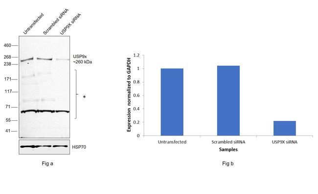 USP9X Antibody in Western Blot (WB)