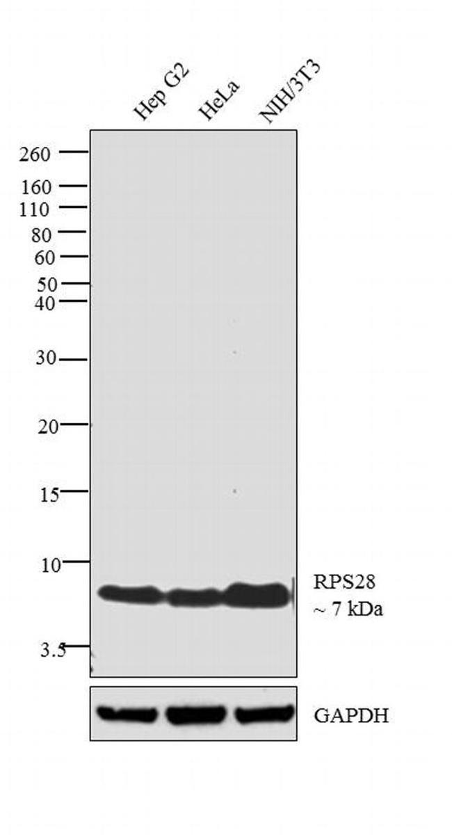 RPS28 Antibody in Western Blot (WB)