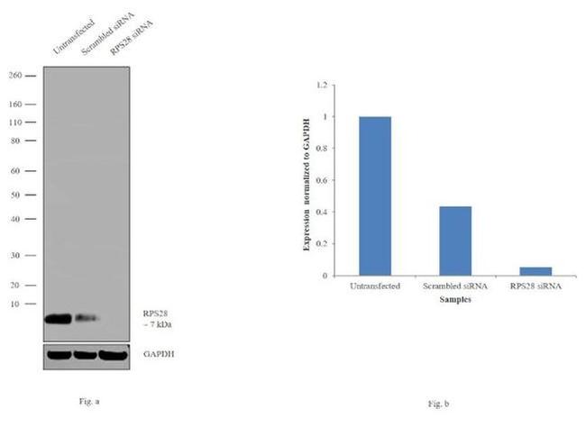 RPS28 Antibody in Western Blot (WB)