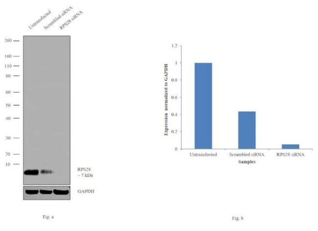 RPS28 Antibody