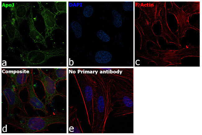 Apolipoprotein J Antibody in Immunocytochemistry (ICC/IF)