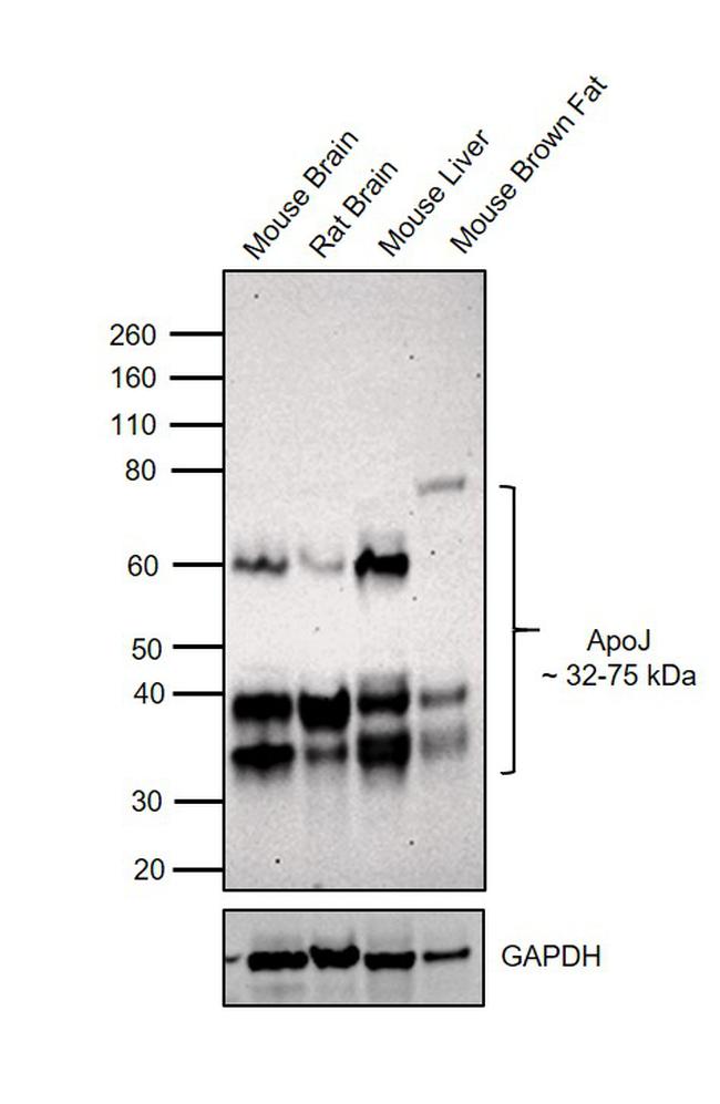 Apolipoprotein J Antibody in Western Blot (WB)