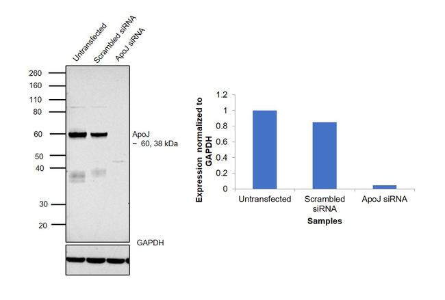 Apolipoprotein J Antibody in Western Blot (WB)