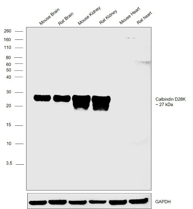 Calbindin D28K Antibody