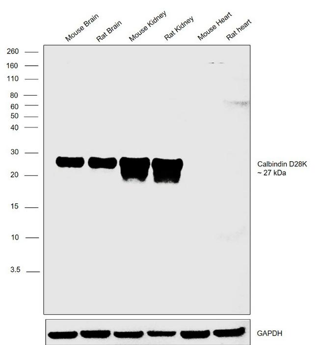 Calbindin D28K Antibody in Western Blot (WB)