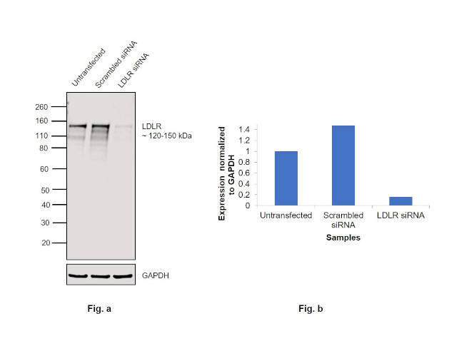 LDLR Antibody