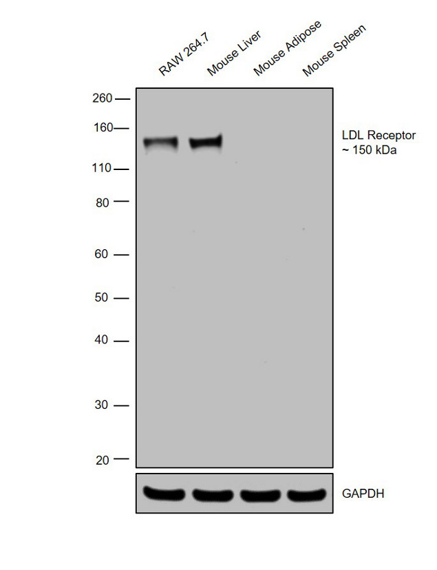 LDLR Antibody