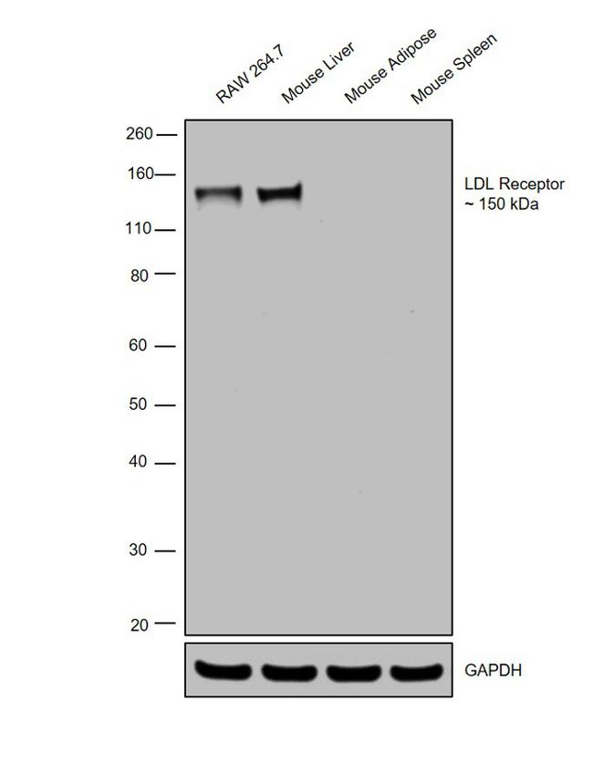 LDLR Antibody in Western Blot (WB)