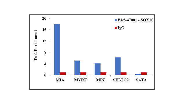 SOX10 Antibody in ChIP Assay (ChIP)