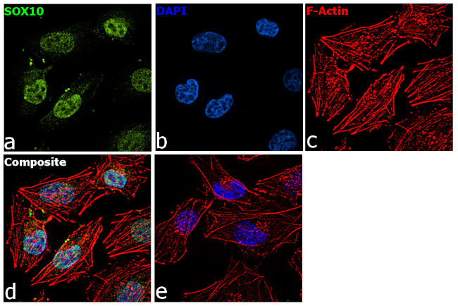 SOX10 Antibody in Immunocytochemistry (ICC/IF)