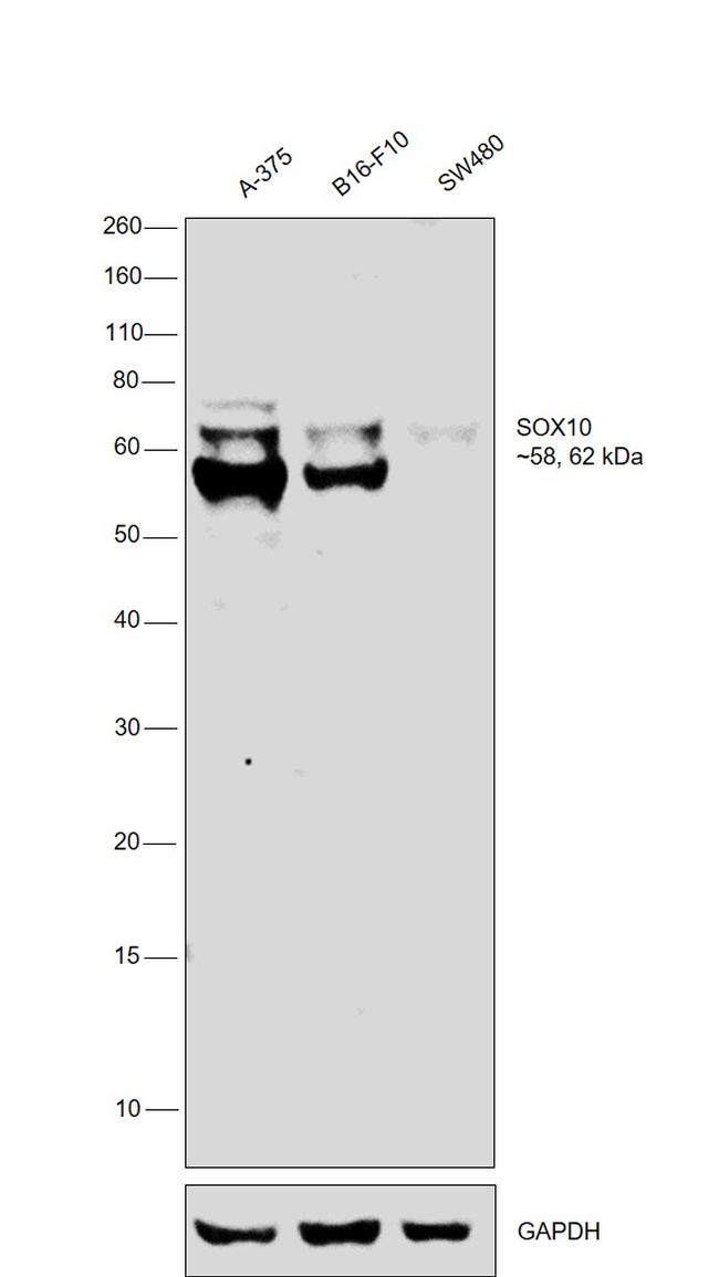 SOX10 Antibody in Western Blot (WB)