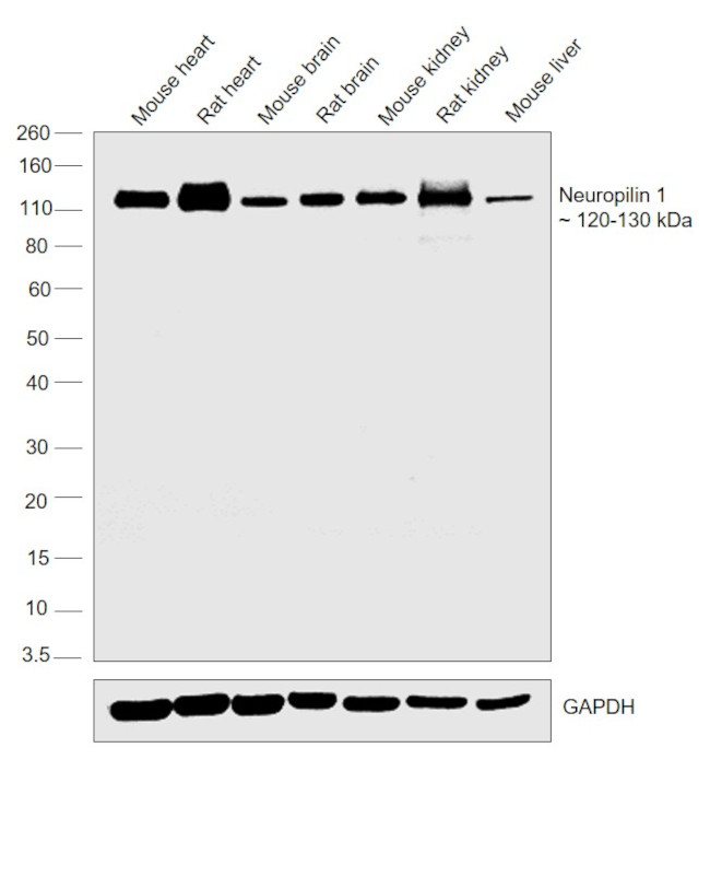 Neuropilin 1 Antibody