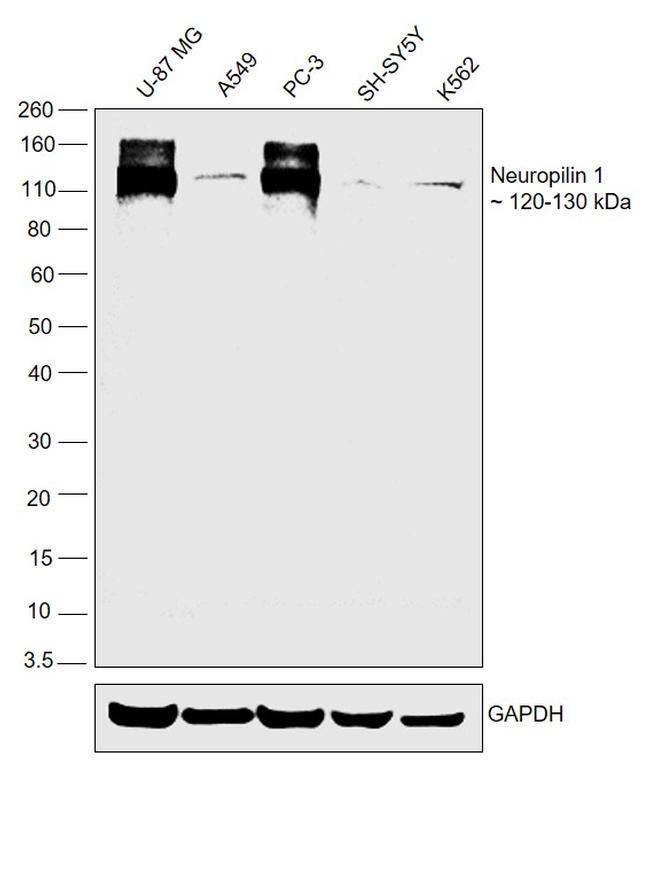 Neuropilin 1 Antibody in Western Blot (WB)