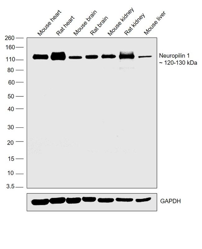 Neuropilin 1 Antibody in Western Blot (WB)