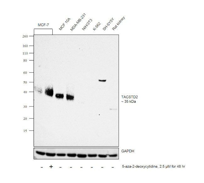 TROP2 Antibody